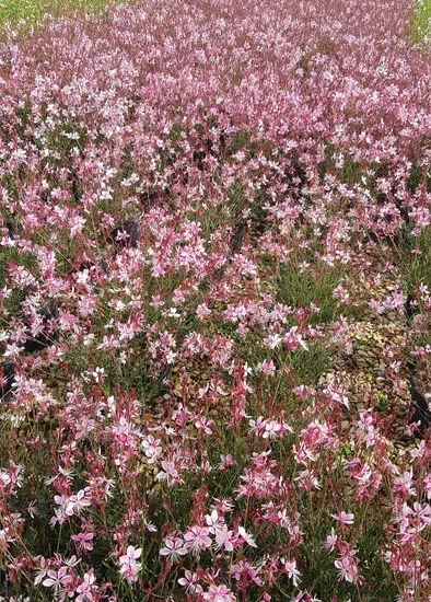 Gaura 'Siskiyou pink'