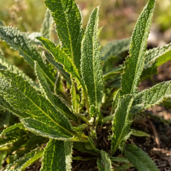 Verveine de buenos-aires 'Blue violet' (Verbena bonariensis) — rosette de feuilles allongées vertes et duveteuses · Photo d'illustration