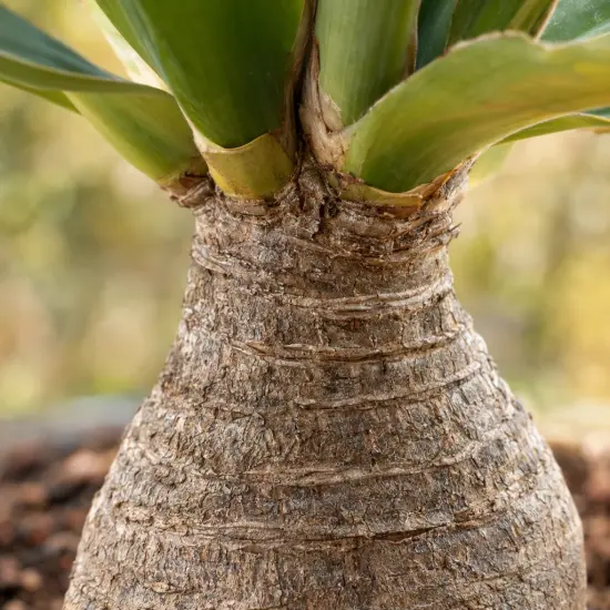 Yucca pied d'éléphant (Yucca elephantipes) — gros plan sur tronc renflé et feuilles vertes