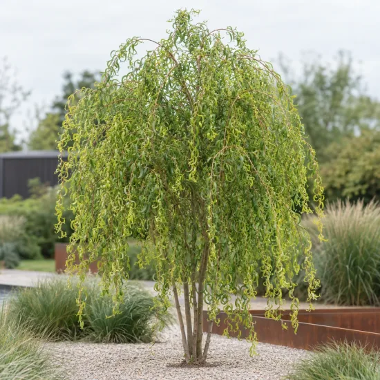Saule de napoléon 'Crispa' (Salix matsudana) — arbre au port pleureur au feuillage très recourbé · Photo d'illustration