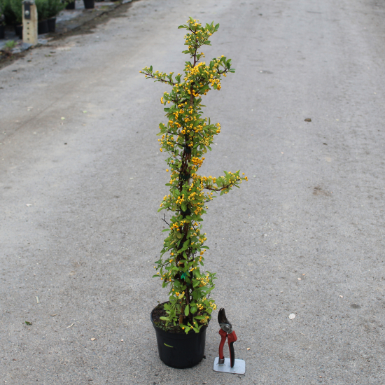 Buisson-ardent 'Jaune cadaune'