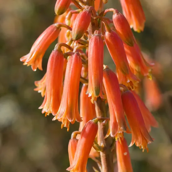 Résistant au sec et au gel (Aloe aristata) — grappe de fleurs tubulaires orange pendantes · Photo d'illustration
