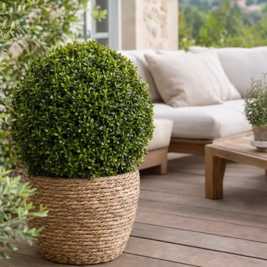 Buis à petites feuilles 'Faulkner' (Buxus microphylla) — arbuste boule taillée en pot tressé sur terrasse
