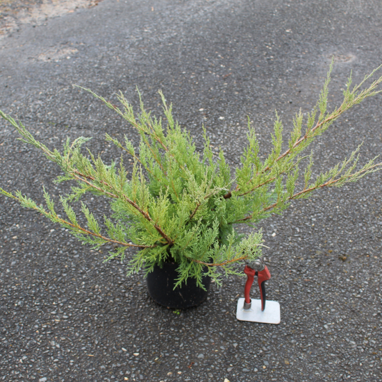 Genévrier 'Old gold'