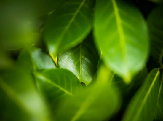 Laurier palme 'Rotundifolia'