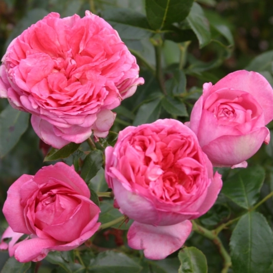 Rosier 'La rose de molinard '