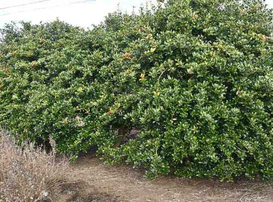 Houx mutchagara 'Kanehirae'