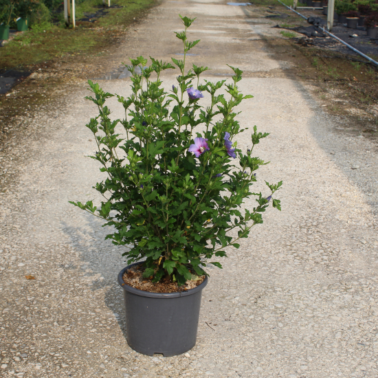 Althéa 'Oiseau bleu'