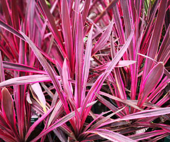 Cordyline 'Paso Doble'