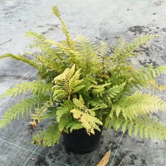 Fougère (Polystichum setiferum) — touffe de frondes fines dans un pot noir · Pot 2.5L Touffe
