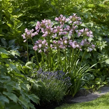 Agapanthe 'Poppin® pink'
