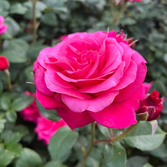 Rosier 'Crazy pink voluptia'