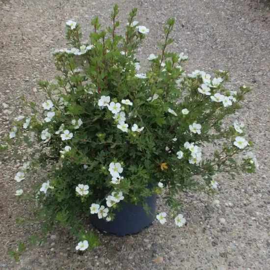 Potentille 'Abbotswood' (Potentilla fruticosa) — Pot 7.5L, photo 5