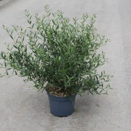 Filaire à feuilles étroites (Phillyrea angustifolia) — Pot 7.5L