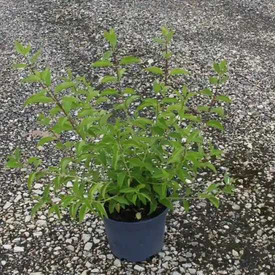 Seringat 'Mrs el robinson' (Philadelphus virginalis) — Pot 3L