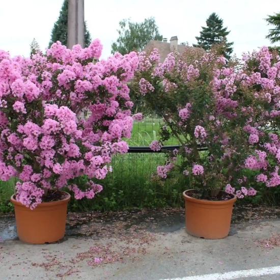 Lilas des indes 'Soir d ete'