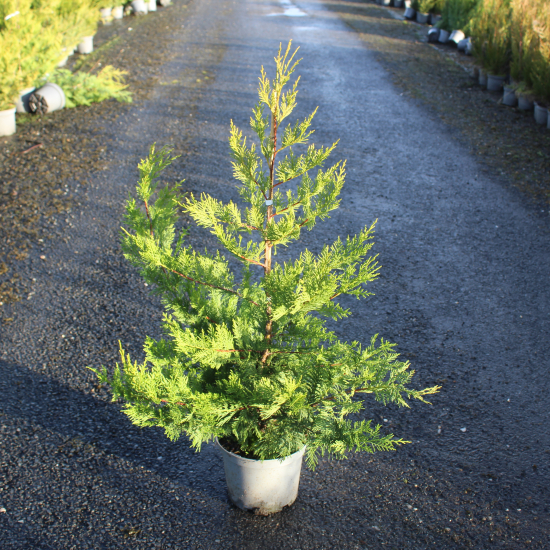 Cyprès de Leyland
