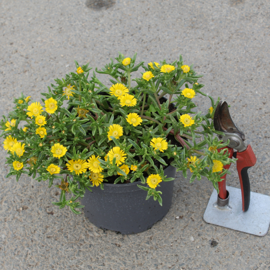 Pourpier vivace 'Golden wonder'