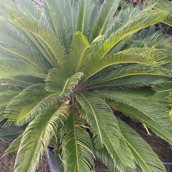 Cycas du Japon