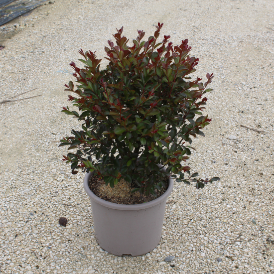 Lilas des indes 'Red imperator'