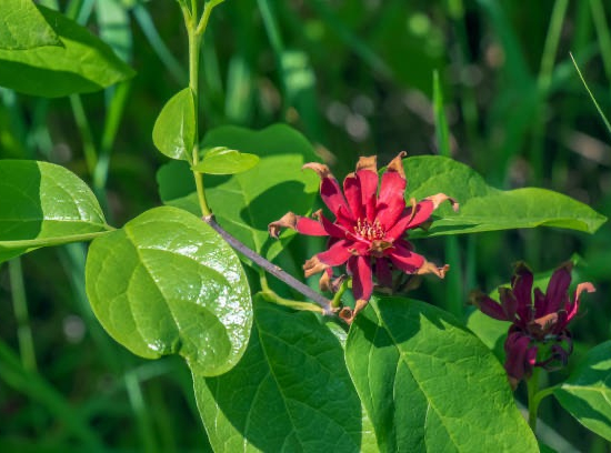 Calycanthus floridus
