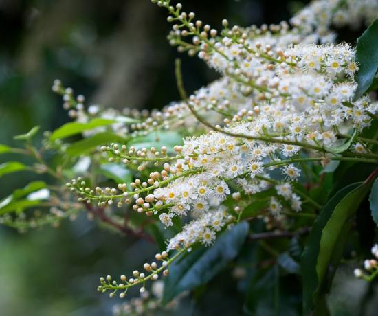 Laurier du portugal 'Angustifolia'