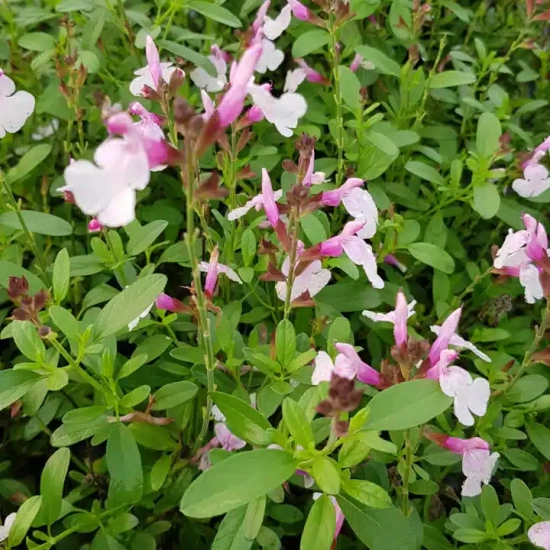 Sauge de gregg 'Mirage soft pink rose clair'