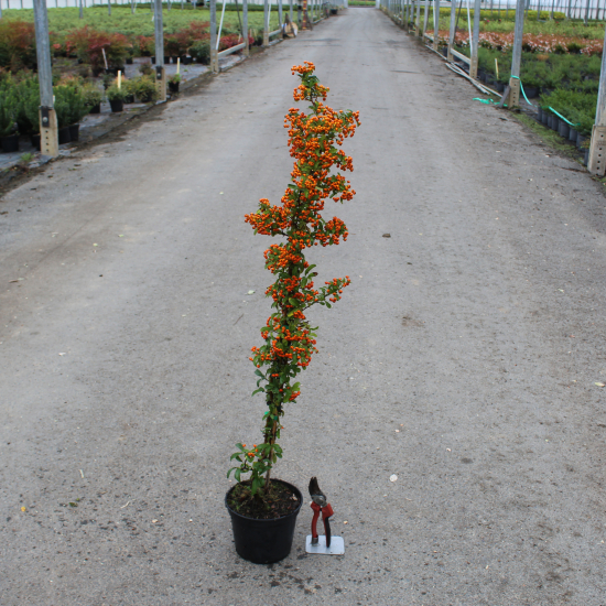 Buisson-ardent 'Orange cadange'