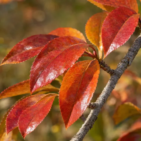 Gordlinia (Gordlinia grandiflora) — gros plan sur feuilles rouges vernissées · Photo d'illustration