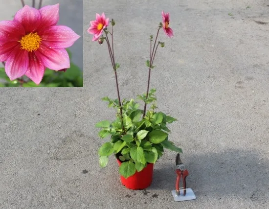 Dahlia 'Heroine' — plante fleurie en pot rouge avec gros plan · Pot 3L