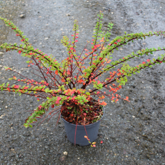 Cotoneaster horizontalis