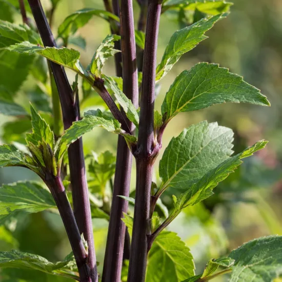 Vivace estivale 'Jardin des nymphes' (Dahlia) — tiges pourpres dressées avec feuillage vert denté · Photo d'illustration