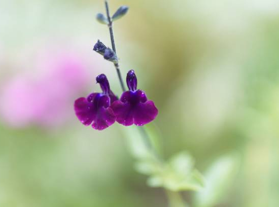 Sauge de graham 'Violette de loire'