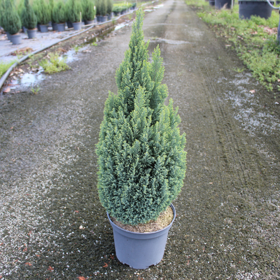Cyprès de lawson 'Ellwood s gold'