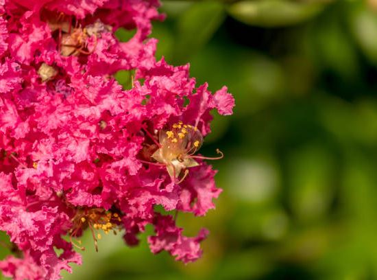 Lilas des indes 'Shell pink'