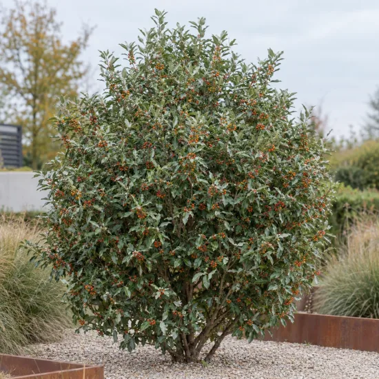 Goumi du japon à baies rouges 'Atlantic' (Eleagnus ebbingei) — arbuste arrondi couvert de petites baies rouges · Photo d'illustration