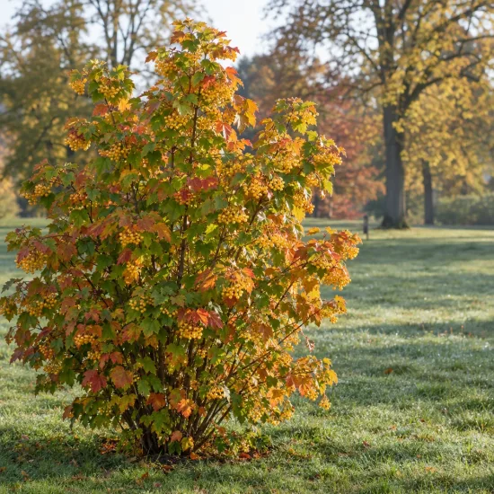 Viorne boule de neige 'Xanthocarpum' (Viburnum opulus) — arbuste au feuillage coloré dans une pelouse · Photo d'illustration