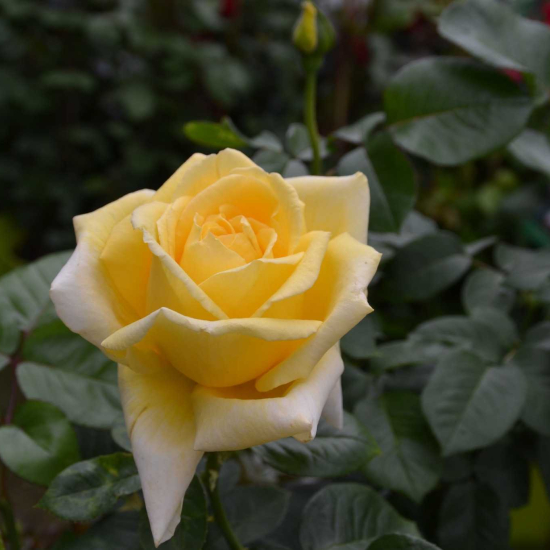 Rosier 'Epidor'