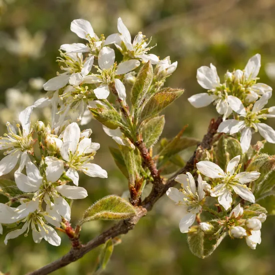 Amélanchier à feuille d'aulne 'Thiessen' (Amelanchier alnifolia) — branche avec petites fleurs blanches et jeunes feuilles · Photo d'illustration