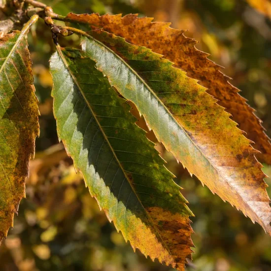Châtaignier 'Marron d'olargues' (Castanea sativa) — gros plan de grandes feuilles dentelées tachées · Photo d'illustration