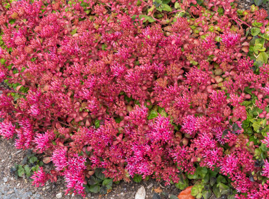 Orpin/sedum bâtard