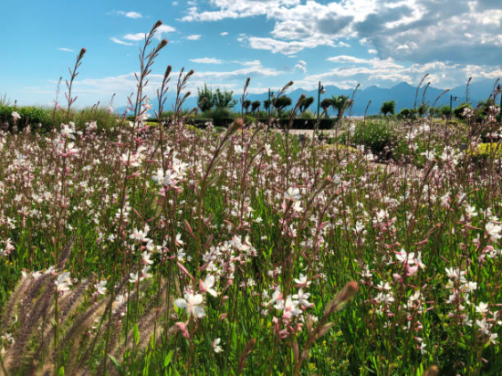 Gaura