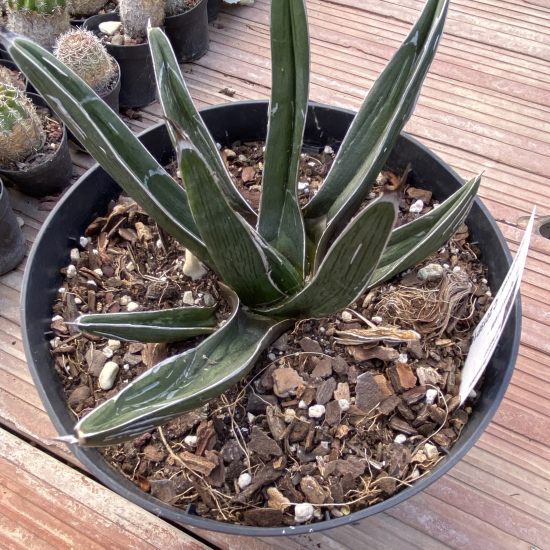 Agave  pintilla