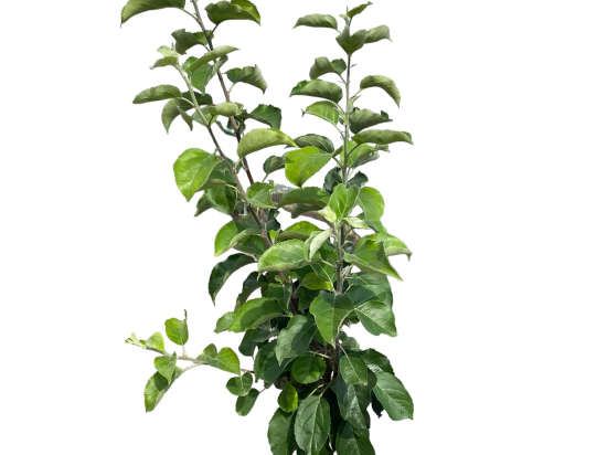 Pommier granny smith