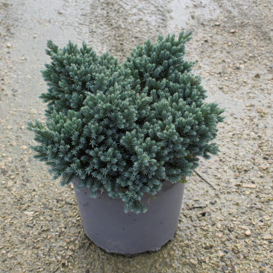 Genévrier écailleux 'Blue star'