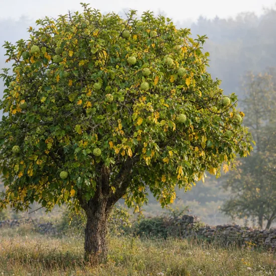 Oranger des osages (Maclura pomifera) — arbre isolé chargé de gros fruits ronds · Photo d'illustration