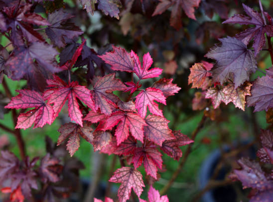 Érable rouge 'Brandywine'
