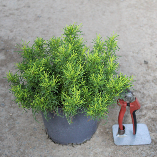 Santoline petit-cyprès 'Lemon fizz'