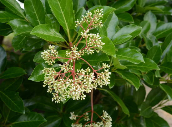 Viorne odorante