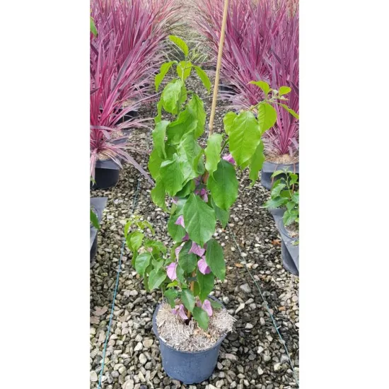 Bougainvillier 'Violet de meze' — Pot 4L
